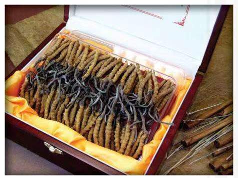 沙溪镇冬虫夏草回收